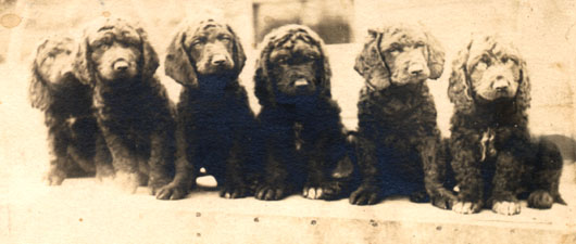 1900awspups.jpg