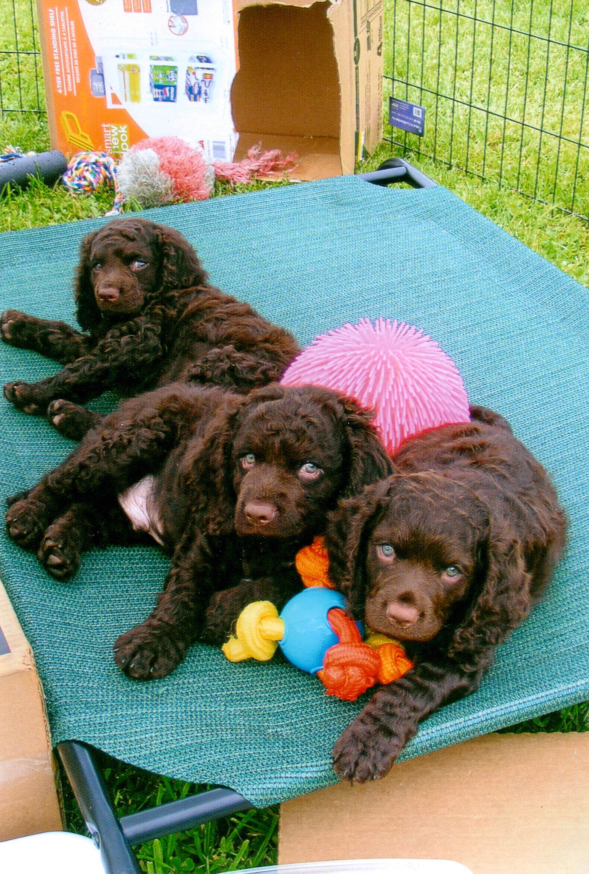 pups2008.jpg